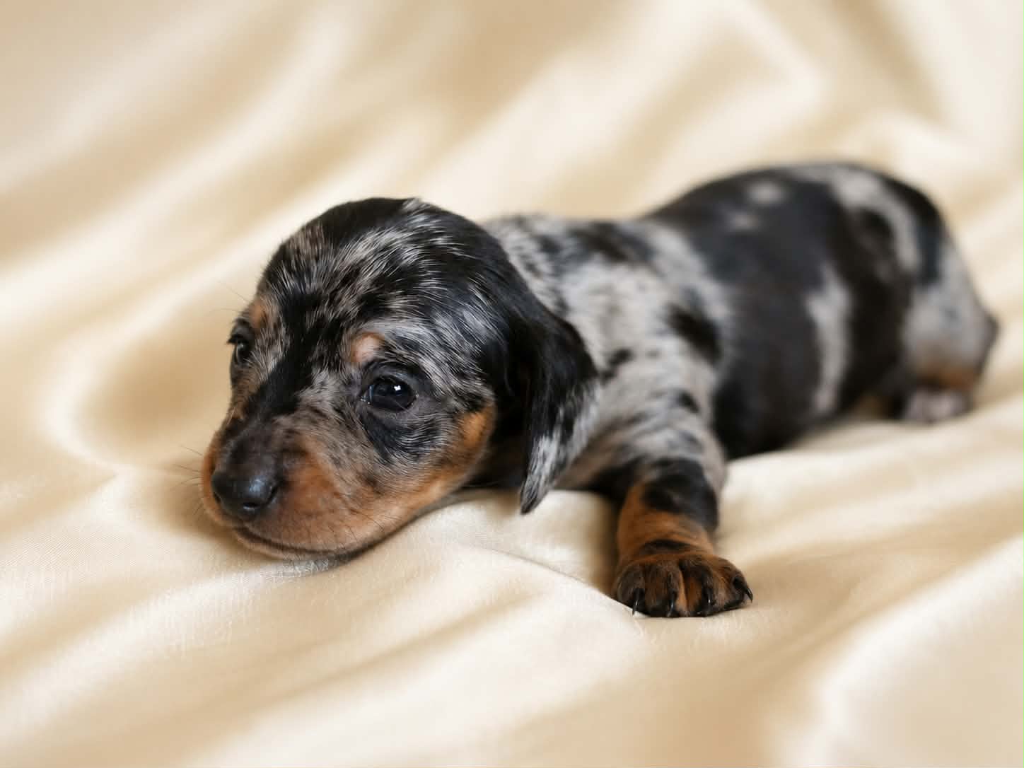 Cookie resting in profile on a cream blanket at four weeks old, showing the silver dappling over a black coat.