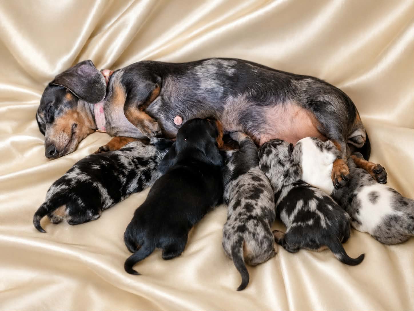 A mother miniature dachshund nursing her litter of dapple puppies on cream silk