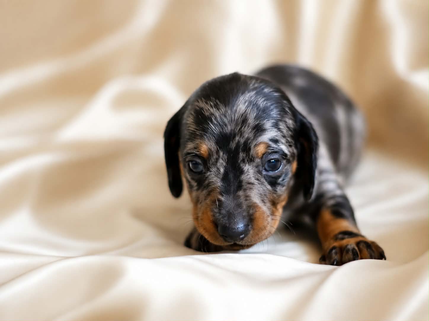 Cookie, a four-week-old black and tan dapple miniature dachshund puppy, looking toward the camera.