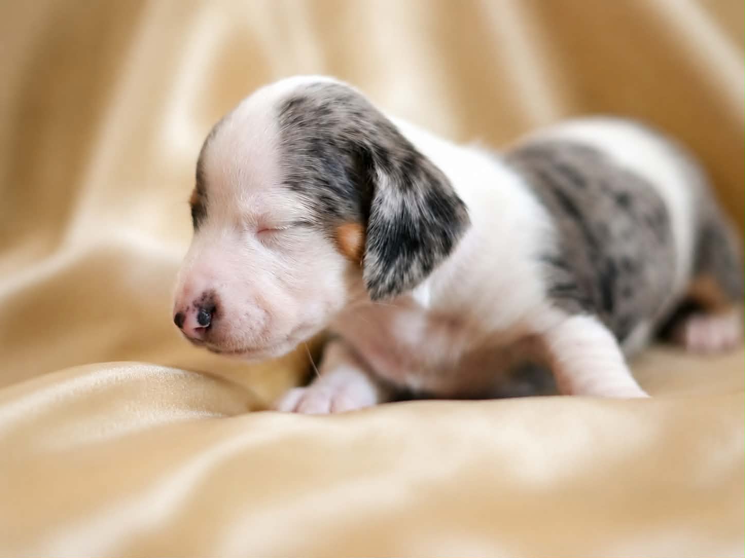 Cowgirl resting with her eyes closed on a cream blanket at four weeks old.