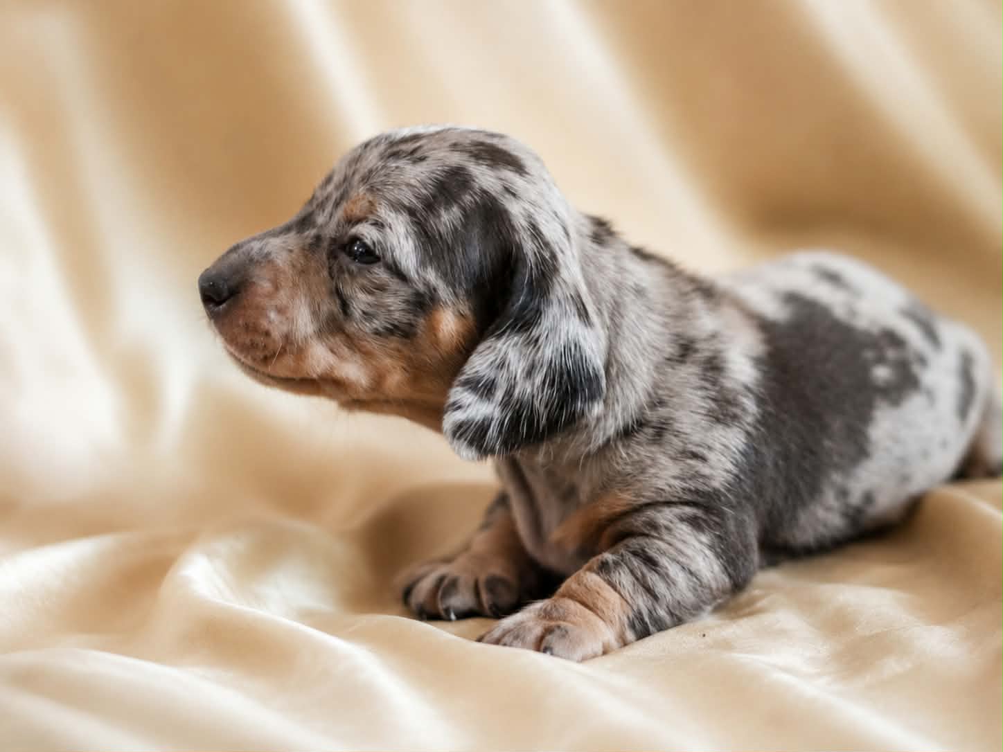 Stormie resting on a cream blanket at four weeks old, her silver dappled coat catching the light.