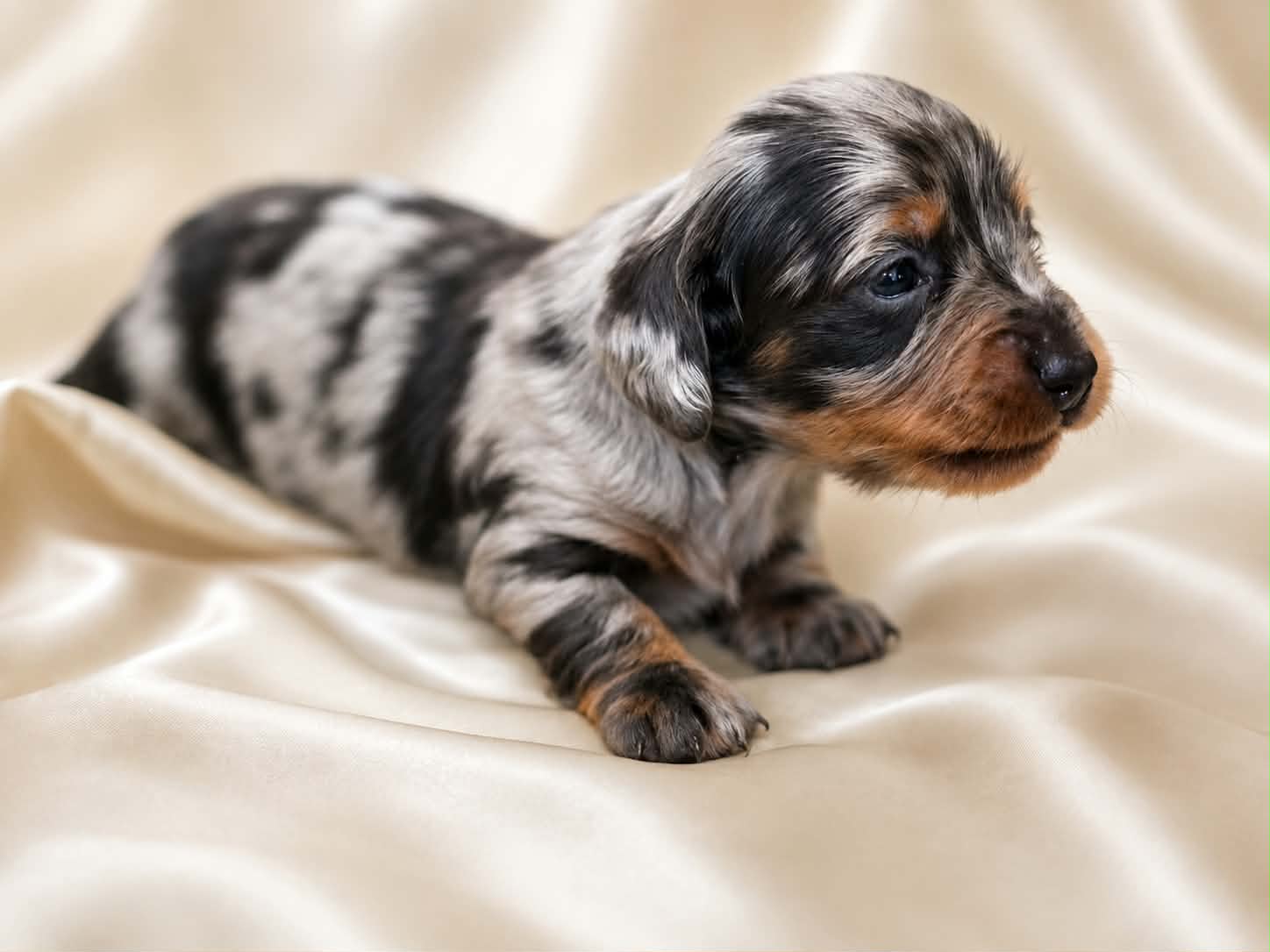 Sylvie, a four-week-old longhair silver and gray dapple miniature dachshund puppy, sitting and looking to the side.