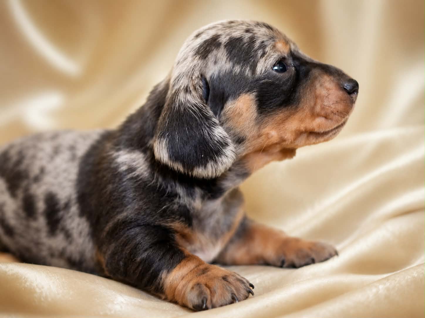 Stormie in profile at four weeks old, showing her charcoal dappling and tan points.