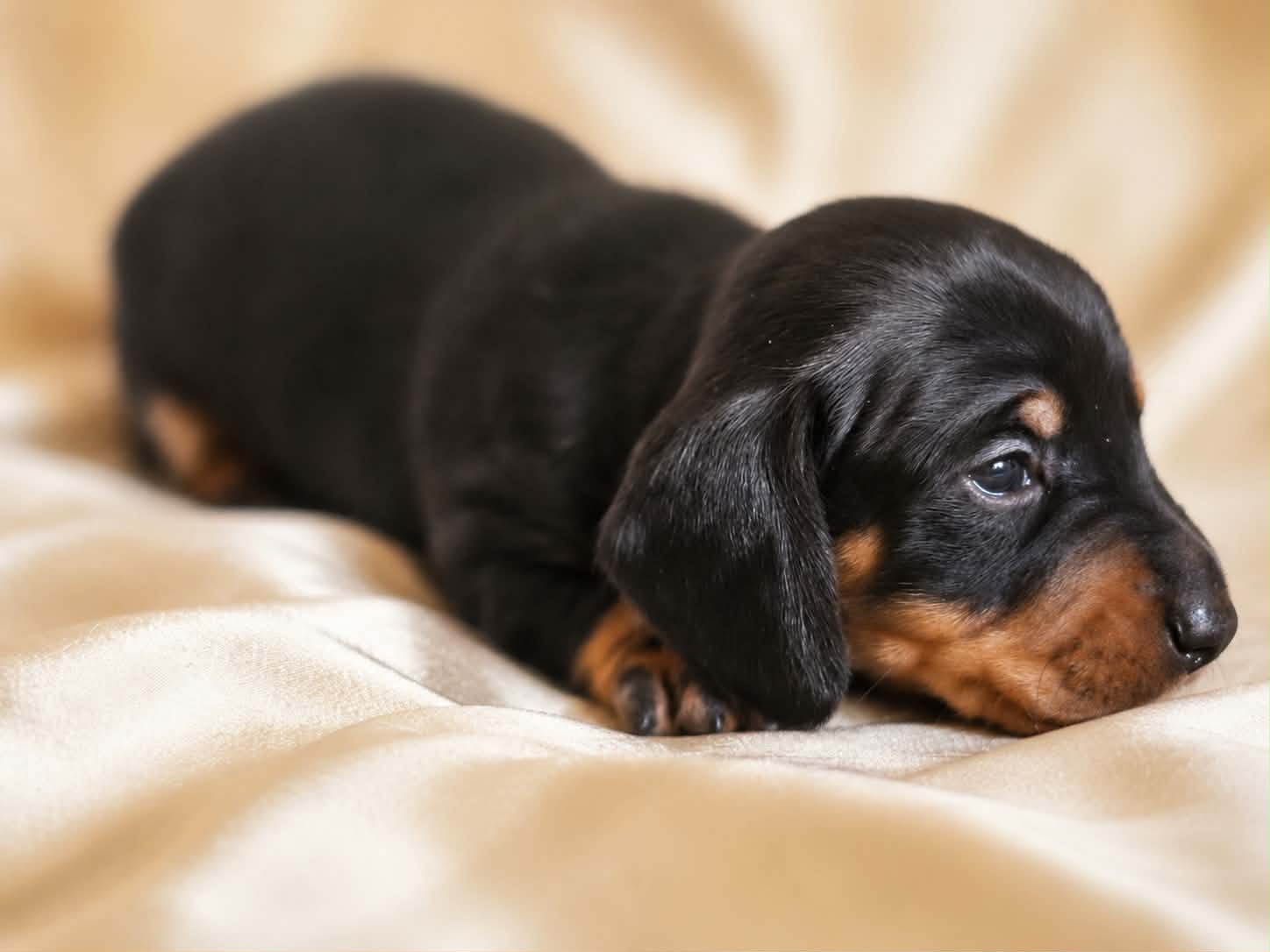 Elvis resting in profile on a cream blanket at four weeks old, showing his tan points and black coat.