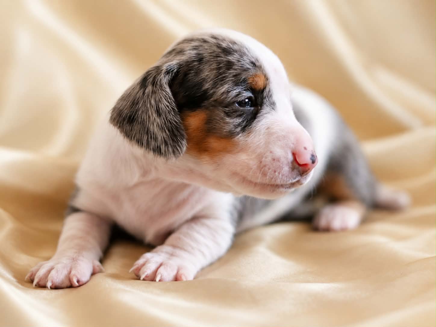 Cowgirl, a four-week-old female blue dapple piebald miniature dachshund puppy, resting on a cream blanket.