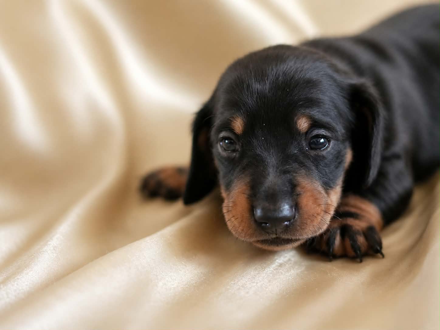 Elvis, a four-week-old black and tan miniature dachshund puppy, looking straight toward the camera.