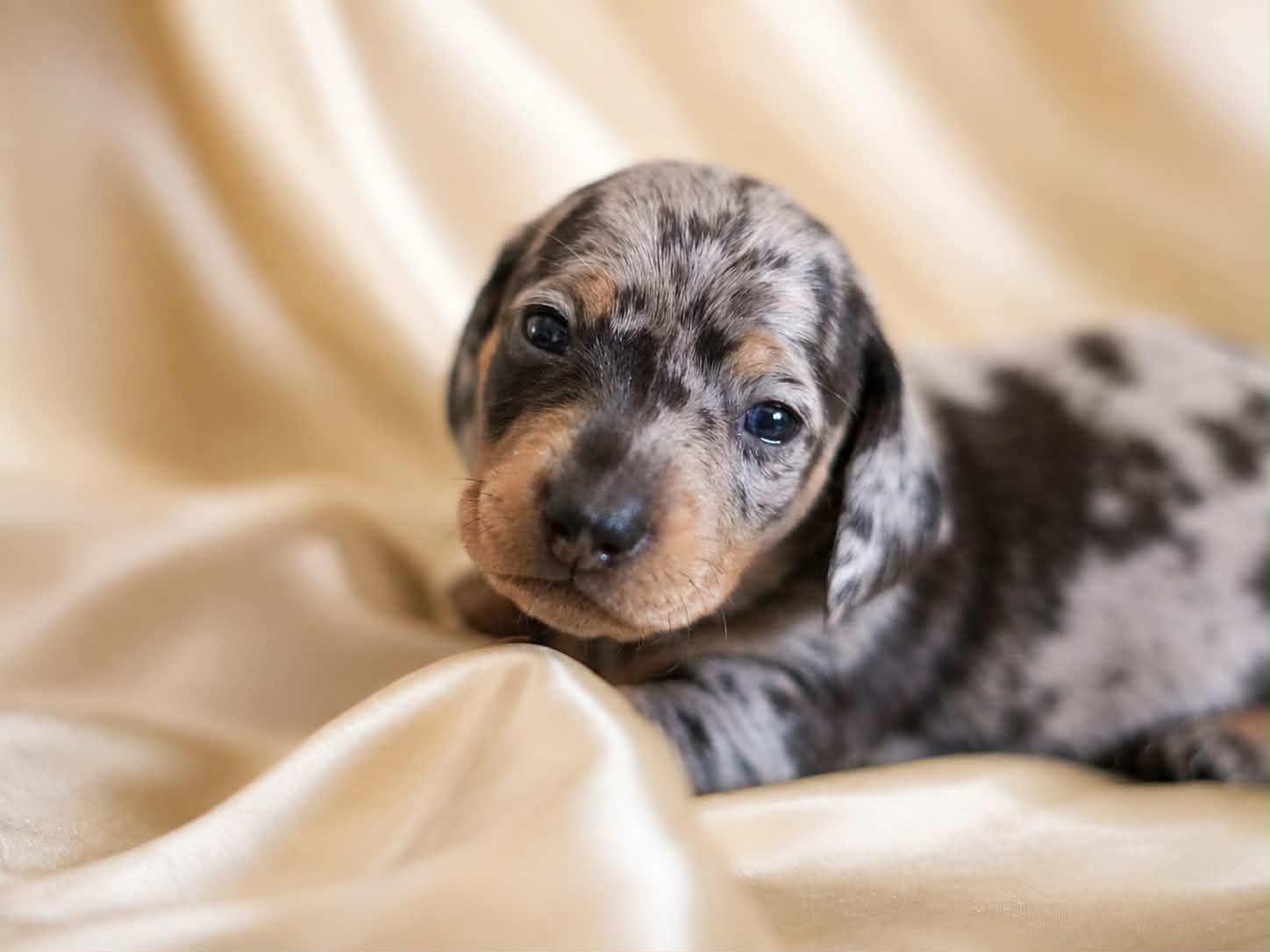 Stormie, a four-week-old silver and gray dapple miniature dachshund puppy, looking toward the camera.