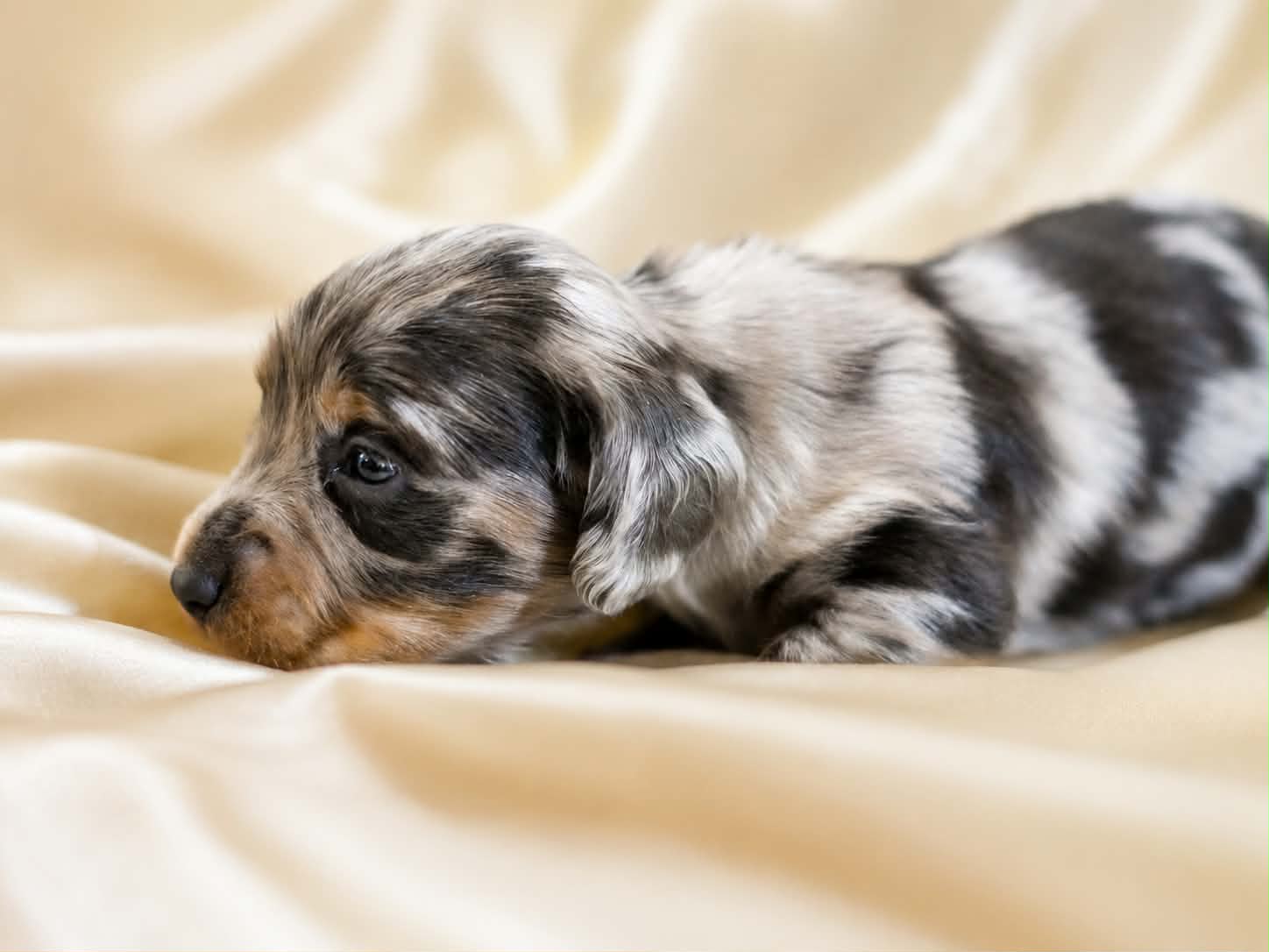 Sylvie resting on a cream satin blanket at four weeks old, her longhair dapple coat catching the light.