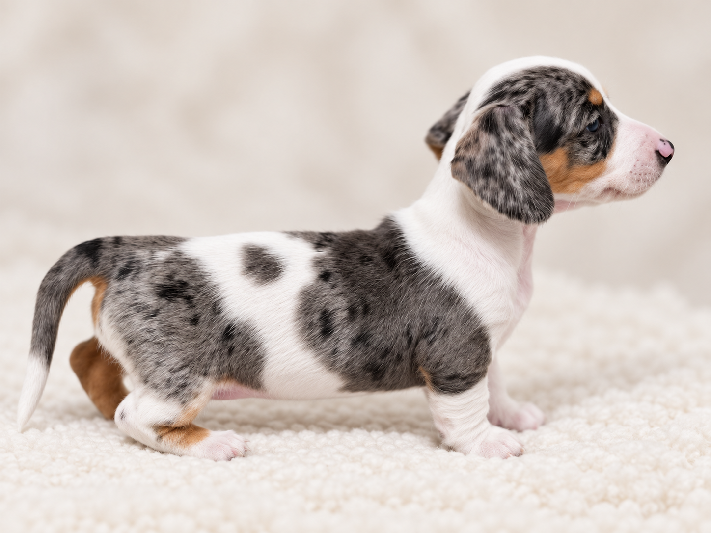 Cowgirl, a miniature dachshund puppy at Baked Beans