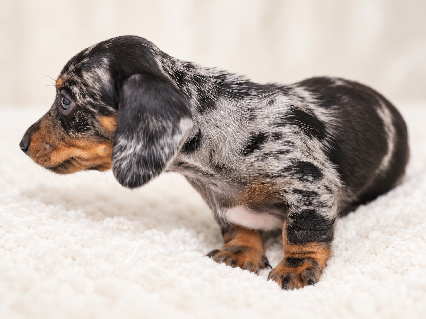 Cookie, a miniature dachshund puppy at Baked Beans