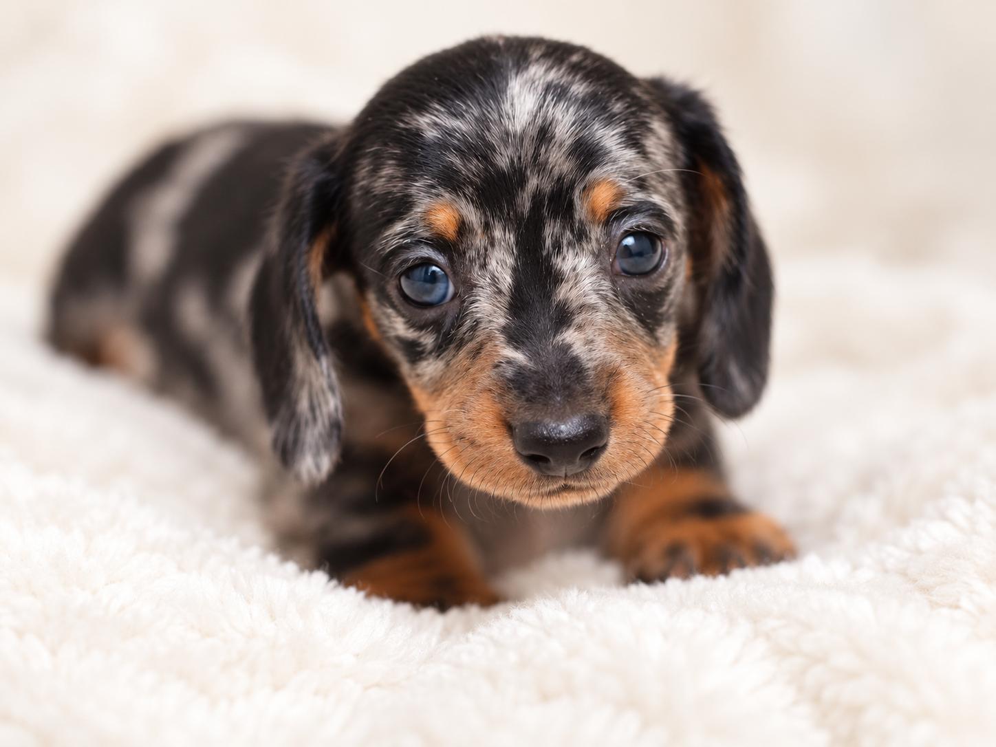 Cookie at 6 Weeks