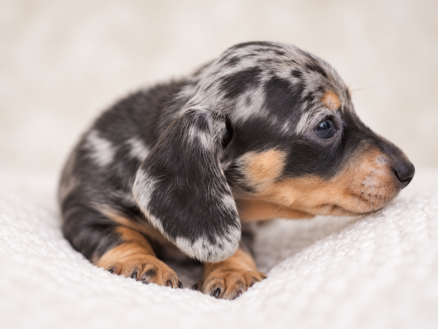 Stormie, a miniature dachshund puppy at Baked Beans