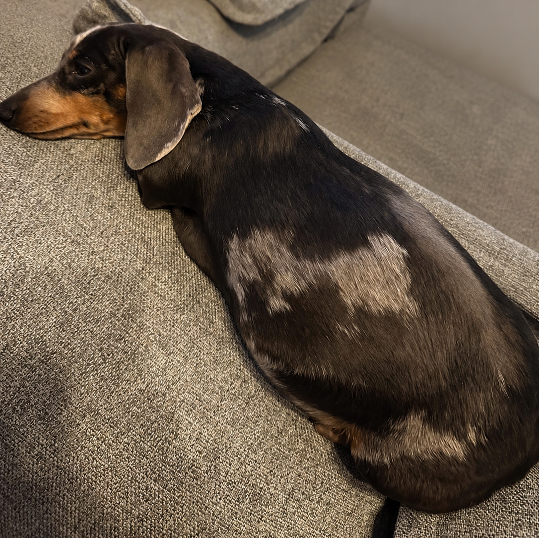 Frankie, miniature dachshund at Baked Beans