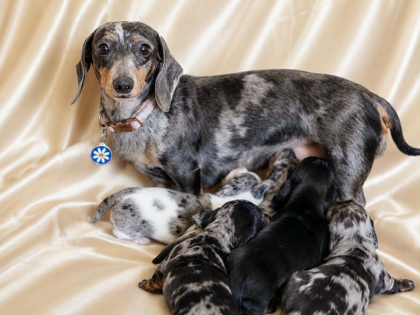 Frankie, miniature dachshund at Baked Beans