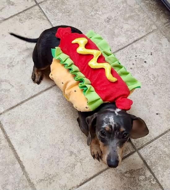 Frankie, miniature dachshund at Baked Beans