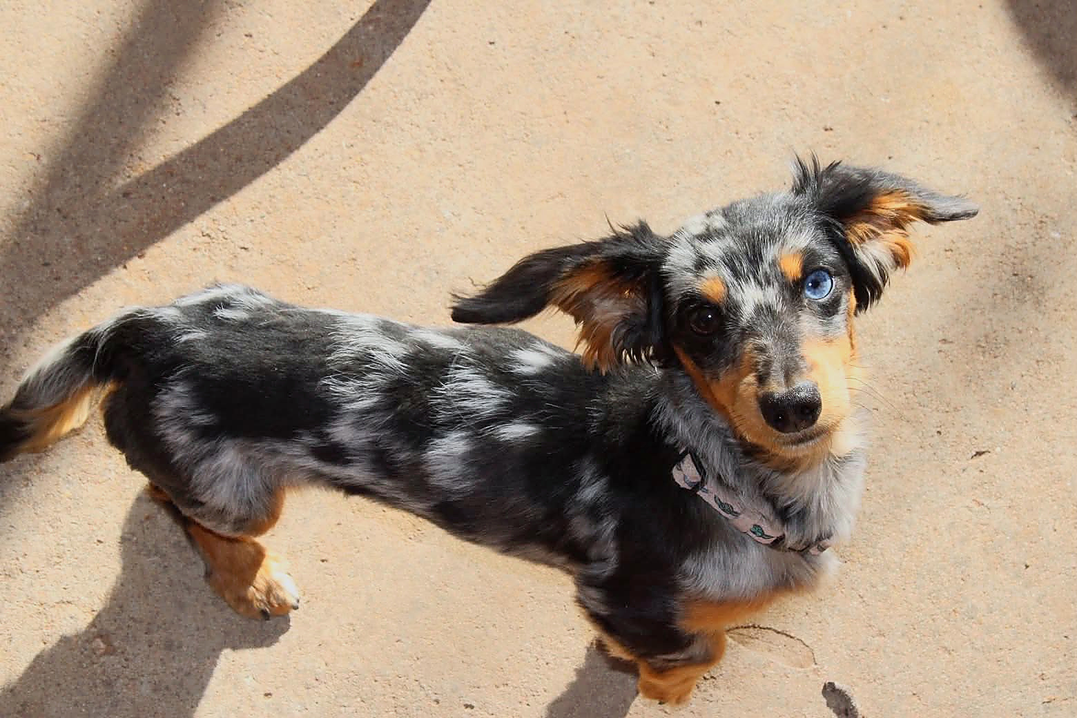 Crasher, miniature dachshund at Baked Beans