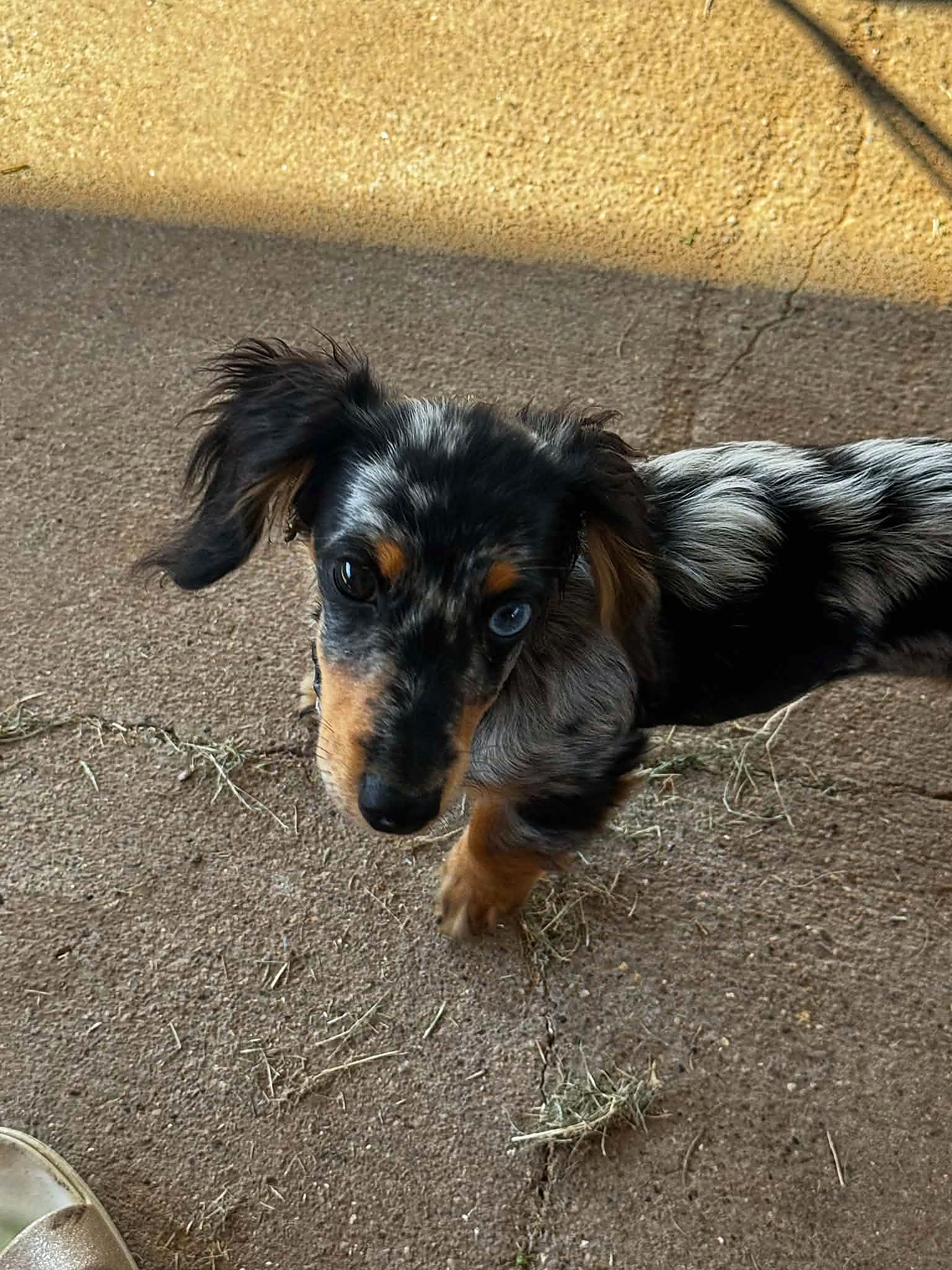 Crasher, miniature dachshund at Baked Beans