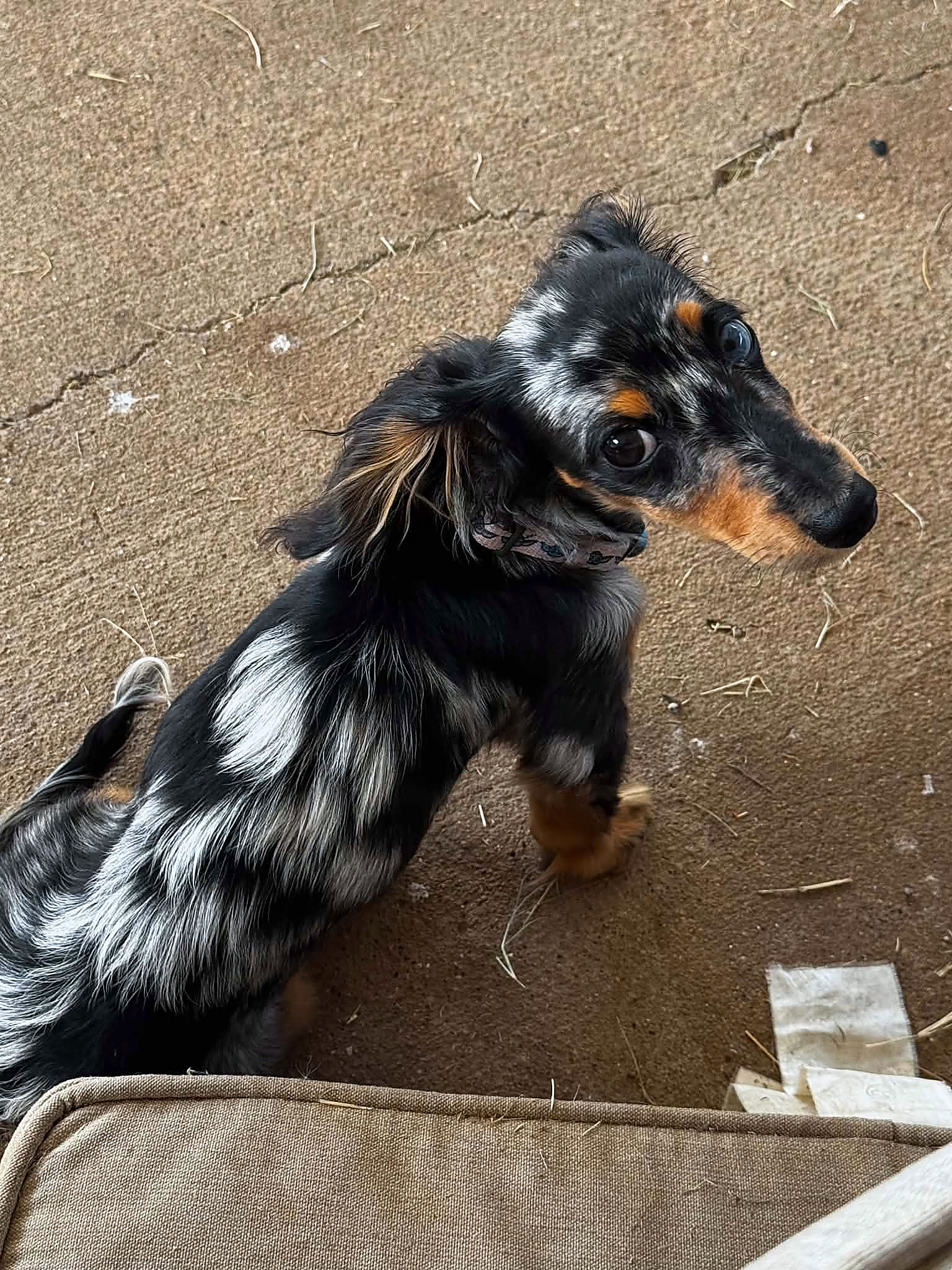 Crasher, miniature dachshund at Baked Beans