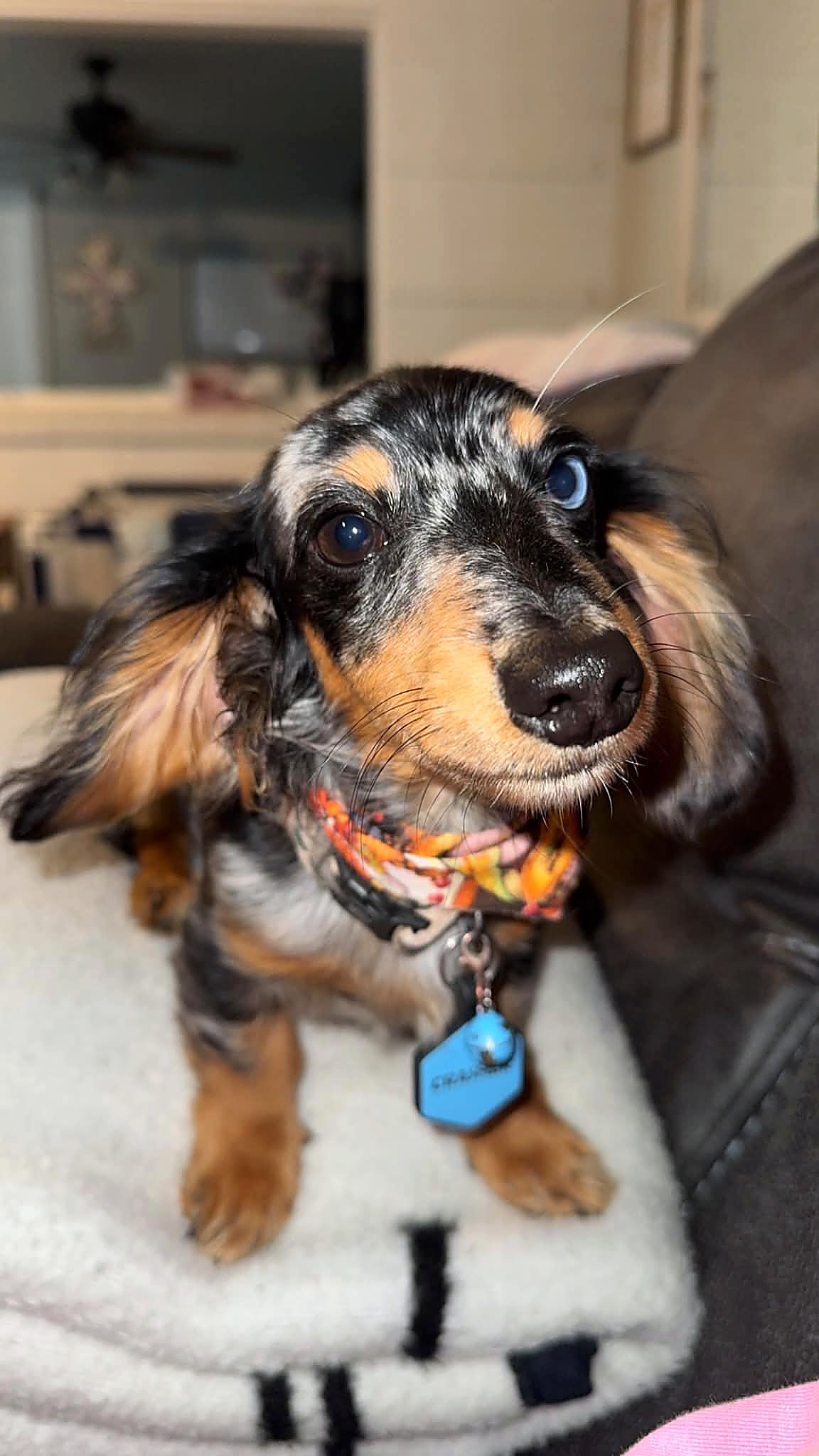 Crasher, miniature dachshund at Baked Beans